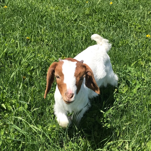 Meet your Posher, Vanessa - Picture 1 of 1